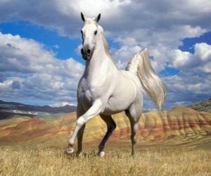 пазл Белый конь по сельской местности
